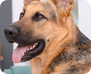pet_Home_Site_Domini_ThumbsSeguro